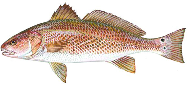 Cá Hồng Giống Mỹ