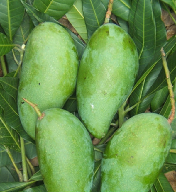 Xoài xanh ngọt giống Đài Loan