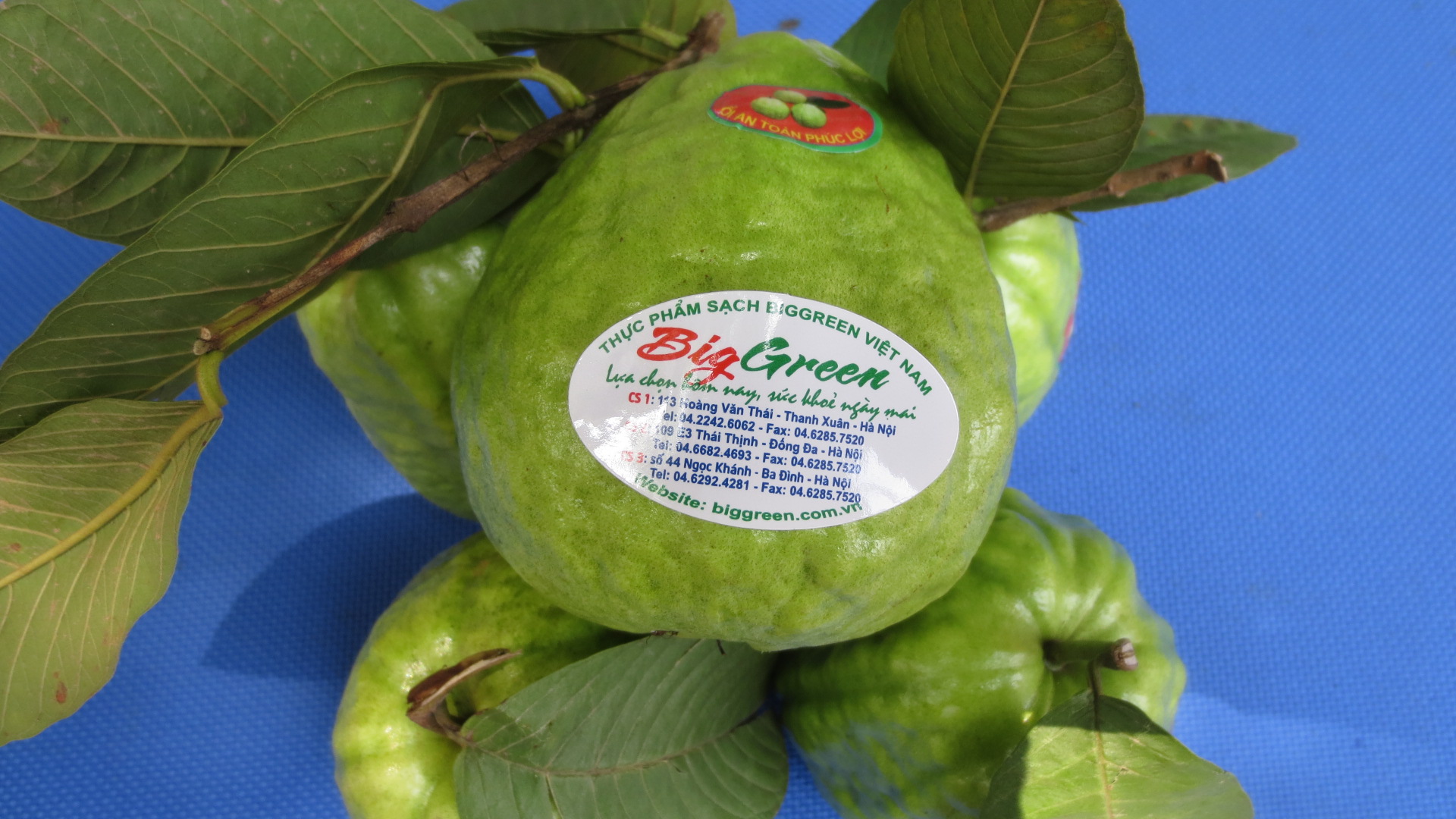 Ổi An toàn Phúc lợi