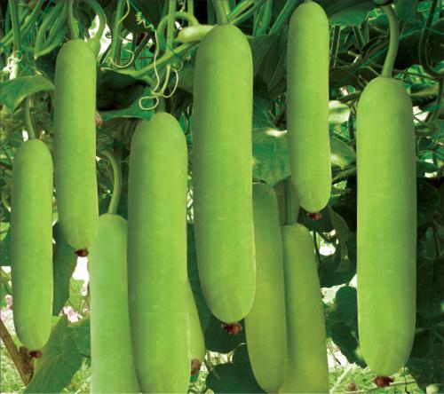 Hạt giống Bầu lai