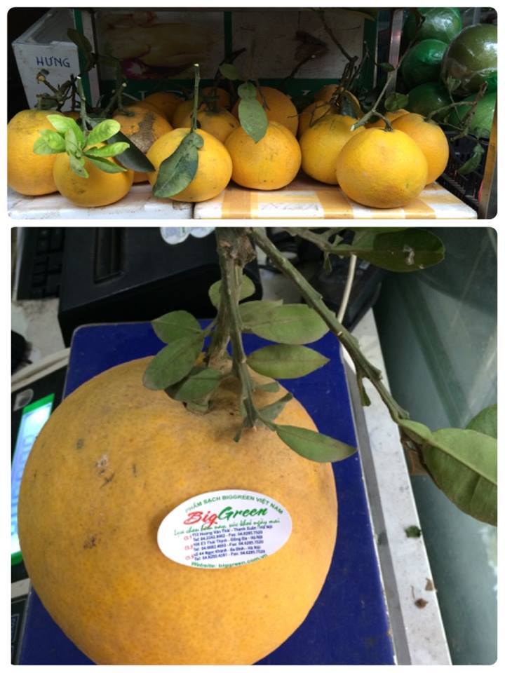 Bưởi Diễn có Cành lá