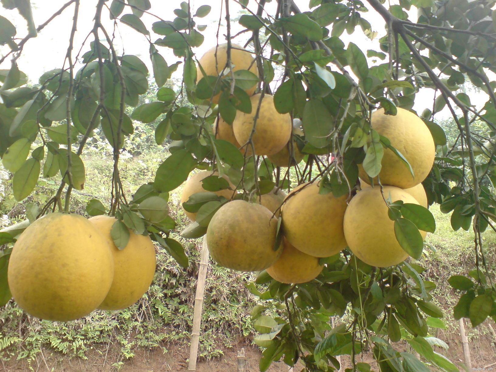 Bưởi đường Thạch Thất