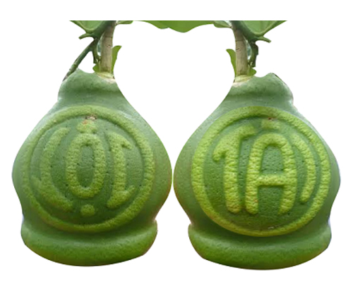 Bưởi Hồ Lô Tài Lộc lửng