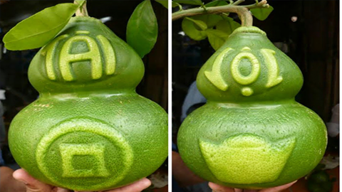 Bưởi Hồ Lô Tài Lộc thỏi vàng