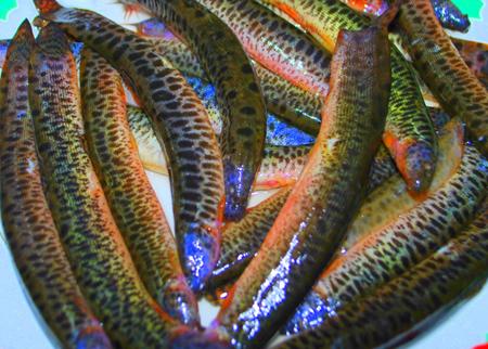 Chạch đồng làm sạch