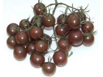 Cà chua bi đen Đà Lạt