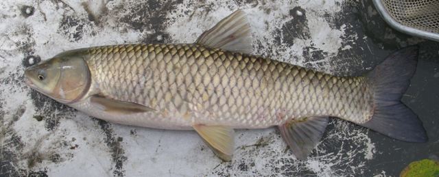 Cá Trắm  Sông Đà