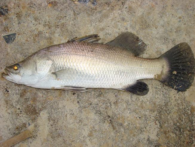 Cá Vược Biển Cát Bà