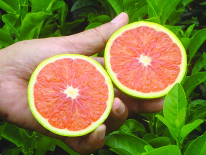 Cam Cara không hạt Đà Lạt