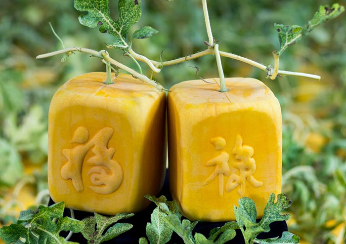 Dưa hấu vuông Phúc Lộc
