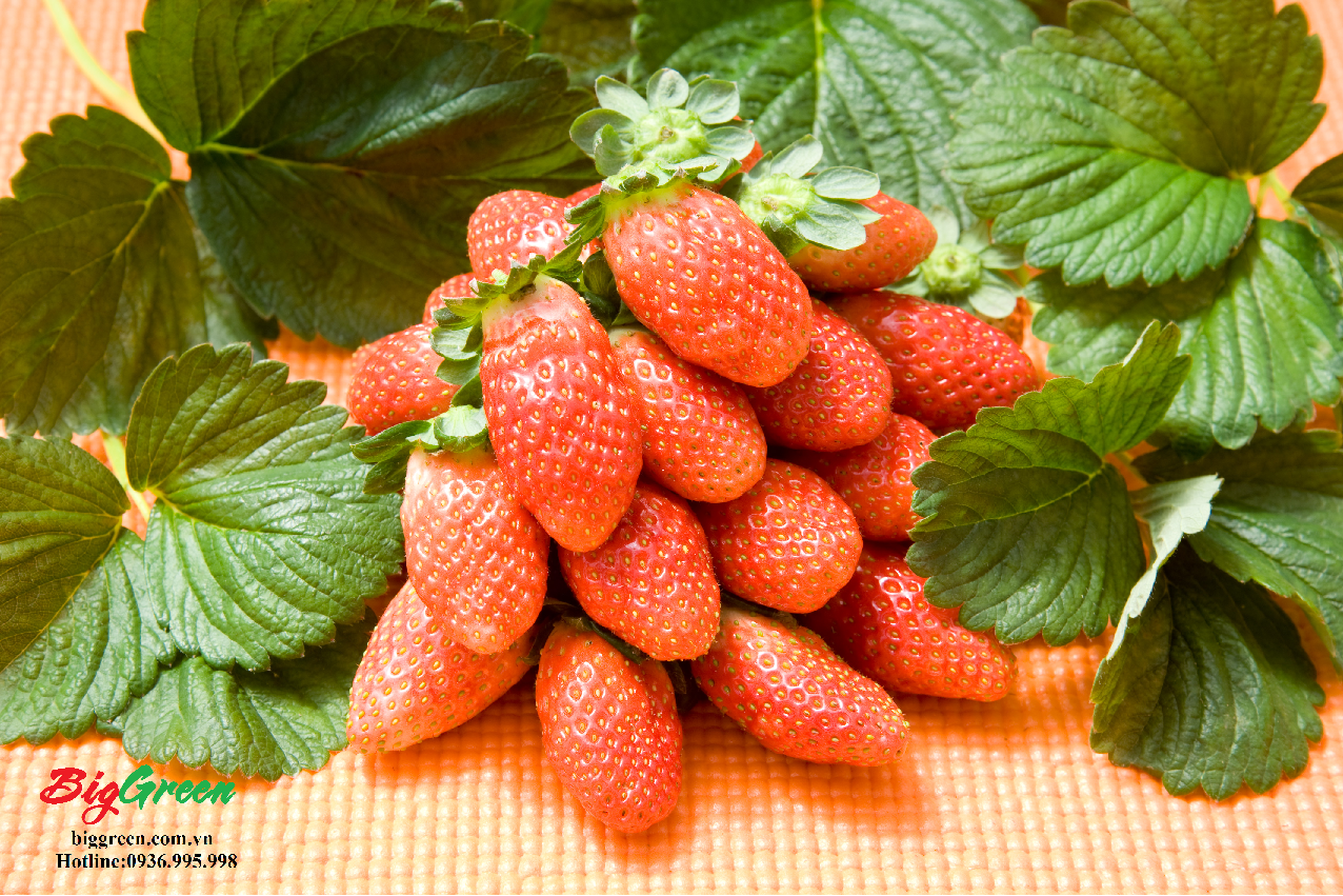 Dâu tây giống New Zealand tiêu chuẩn GlobalGAP