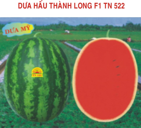 Dưa hấu Thành Long