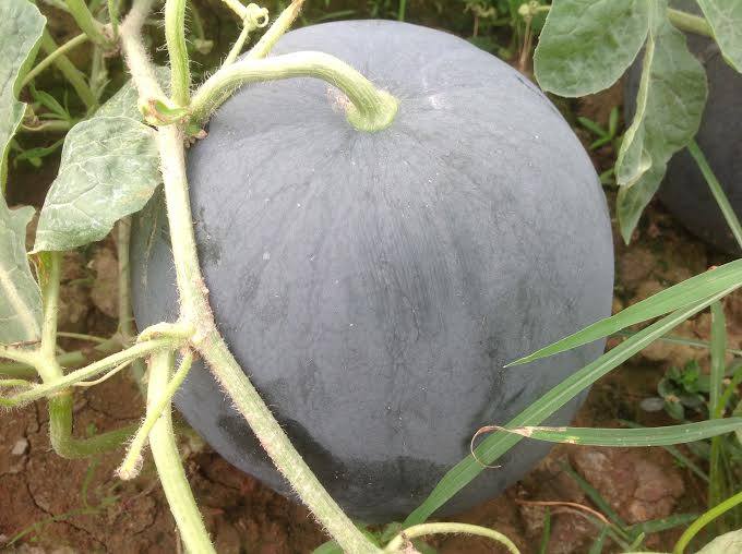 Dưa hấu không hạt Tiểu hắc long