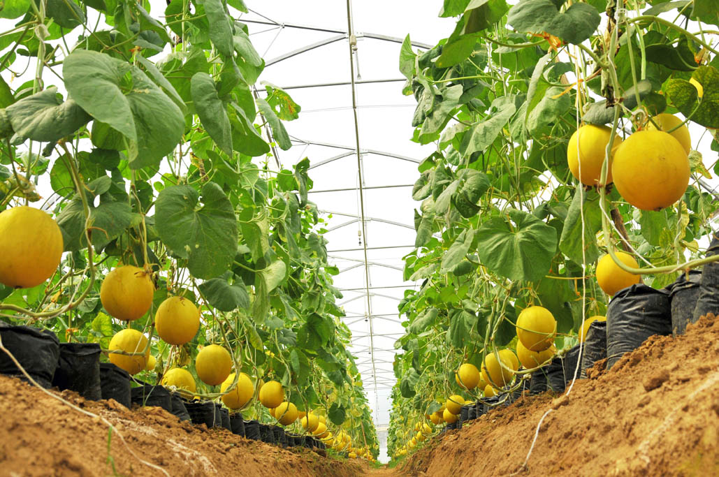 Dưa vàng Hoàng Kim