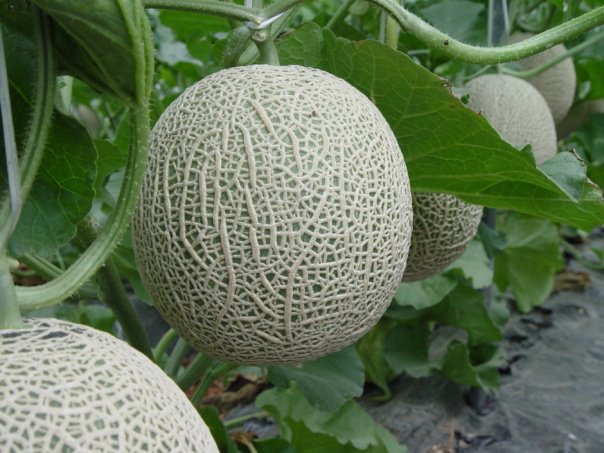 Dưa lưới tròn VietGAP