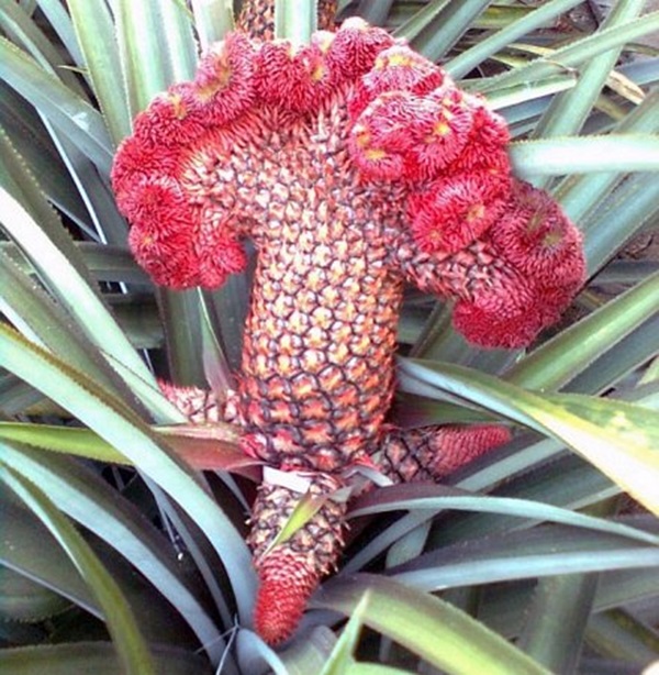 Dứa phụng thờ tết