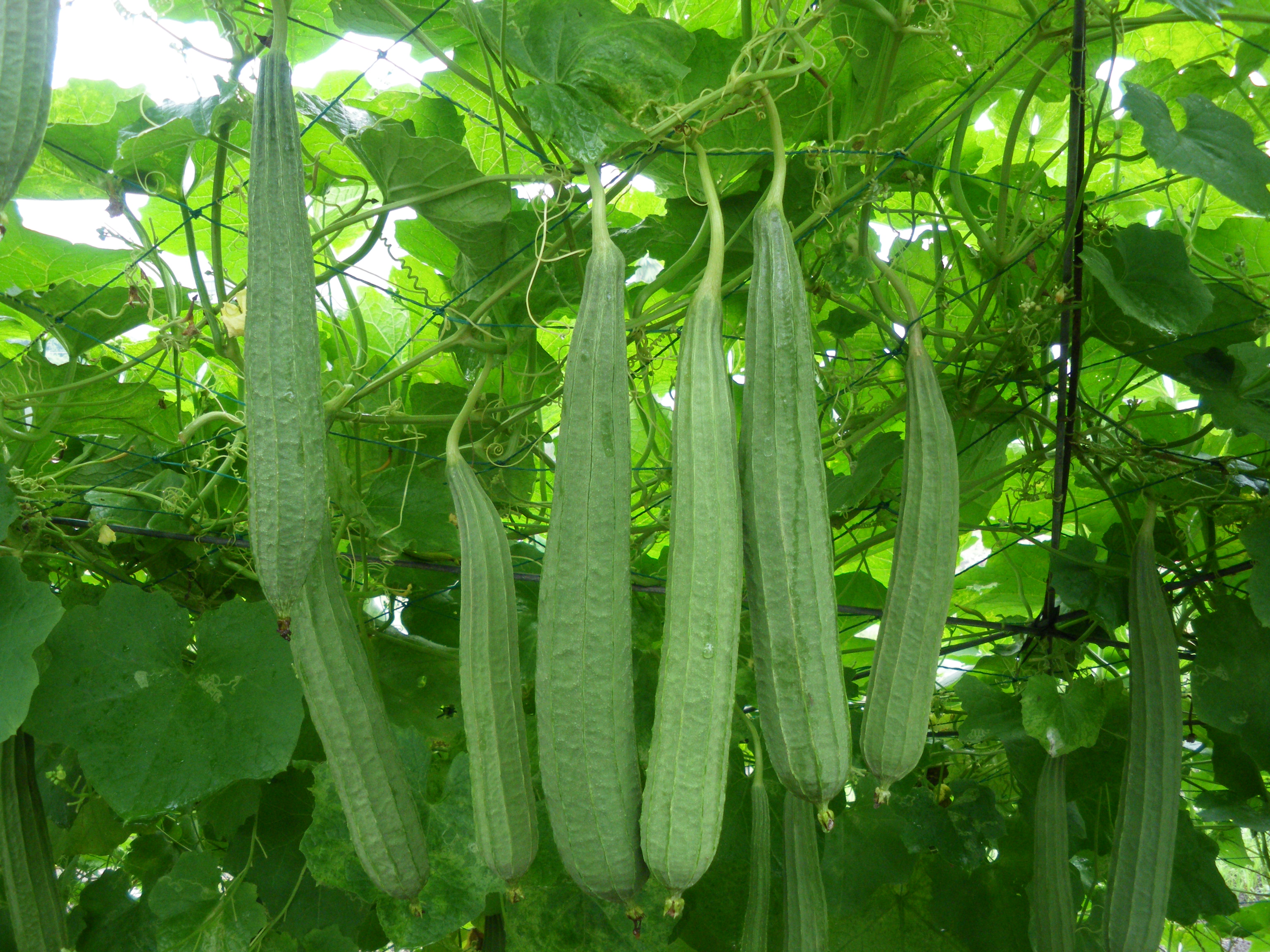 Hạt giống mướp Khía