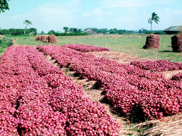 Hành tím Sóc Trăng (Hành tím nghĩa tình)