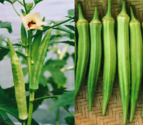 Hạt giống Đậu Bắp