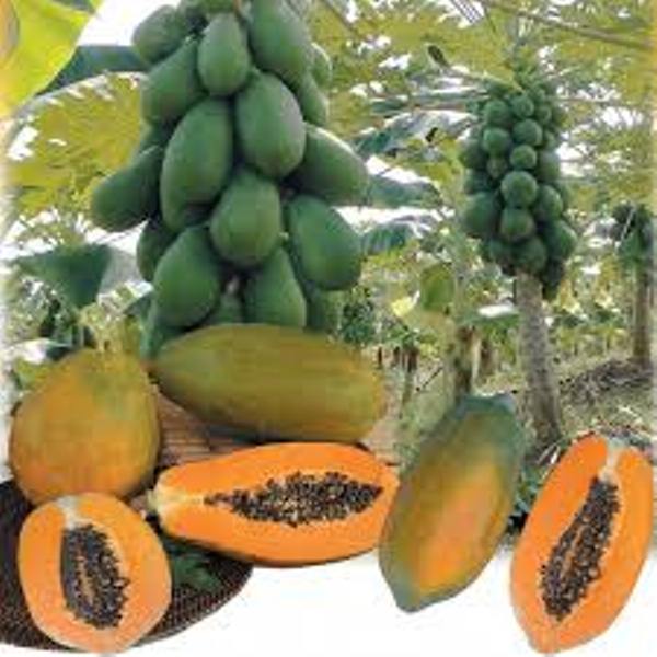 Hạt đu đủ ruột vàng