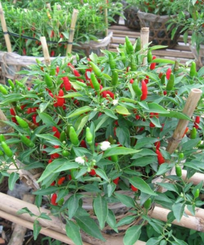 Hạt giống ớt hiểm