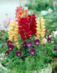 Hạt giống hoa mõm sói