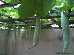 Hạt giống khổ qua tây