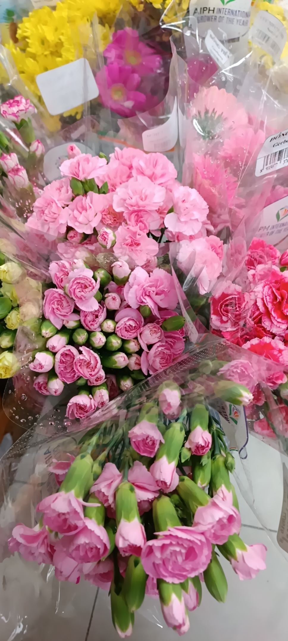 Hạt giống hoa cẩm chướng