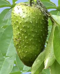 Mãng Cầu Xiêm loại ĐB