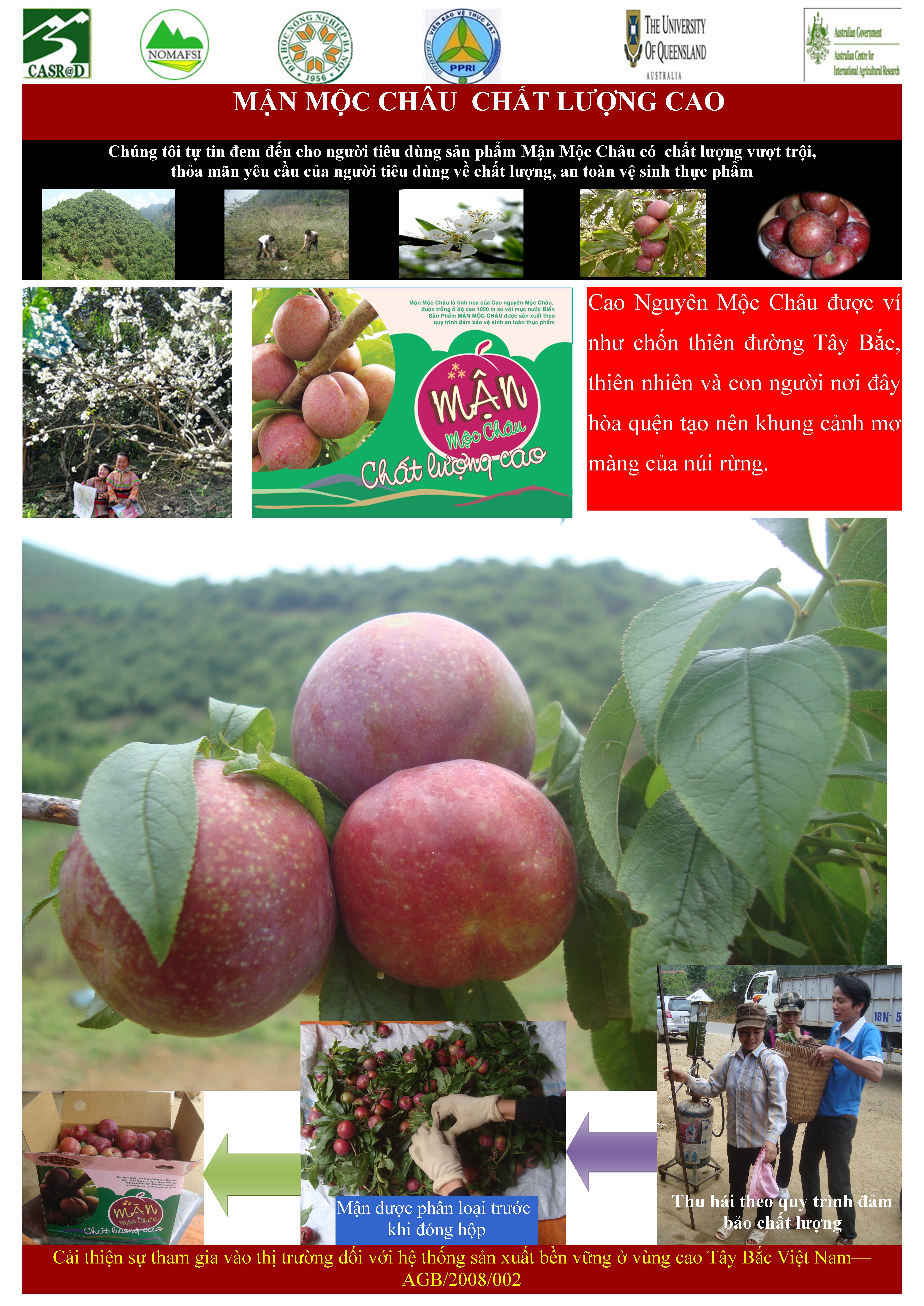 Mận Mộc Châu An toàn