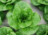 Xà Lách Romaice