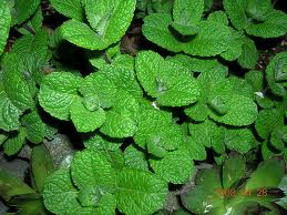 Rau Húng bạc hà - Đông Dư