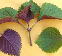 Rau Tía tô - Đông Dư