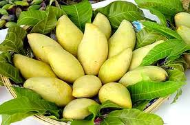 Xoài cát Hòa Lộc loại ĐB