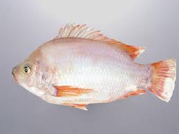 Cá Điêu Hồng sống