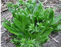 Mùi tàu - Đông Dư