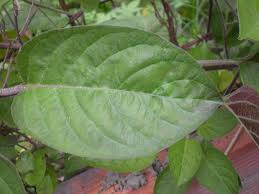 Lá Mơ lông vùng cao