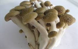 Nấm Thủy tiên nâu - Nấm Biovegi