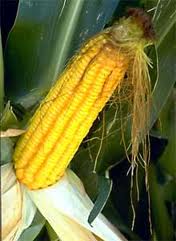 Ngô ngọt giống Mỹ