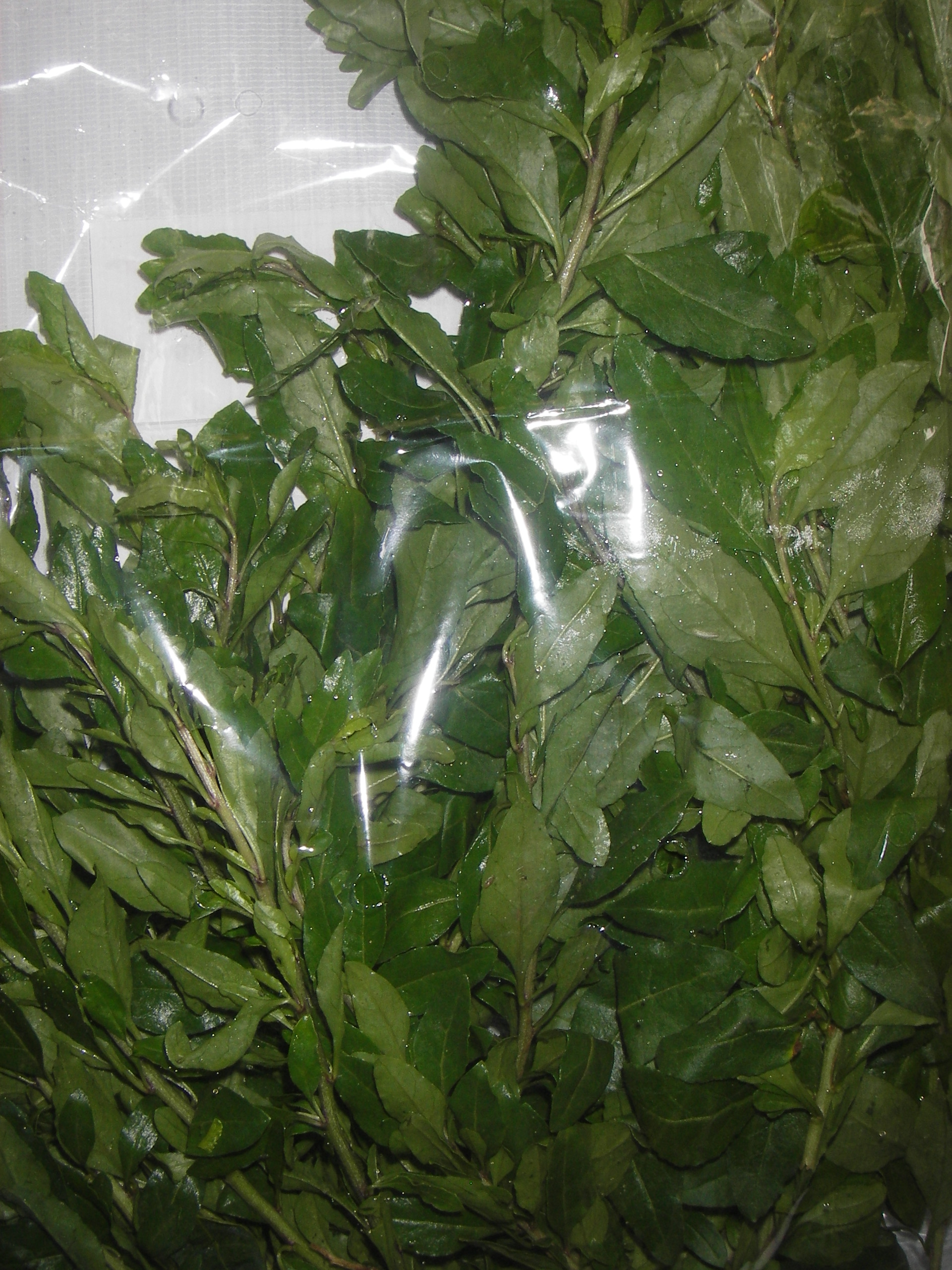 Rau Củ khởi (Khởi tử)