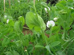 Ngọn đậu Hà Lan - Bắc Hà