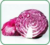 Cải bắp tím Đà Lạt