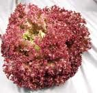 Xà lách Lô Lô Tím Đà Lạt