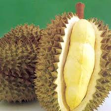 Sầu Riêng Sữa hạt lép