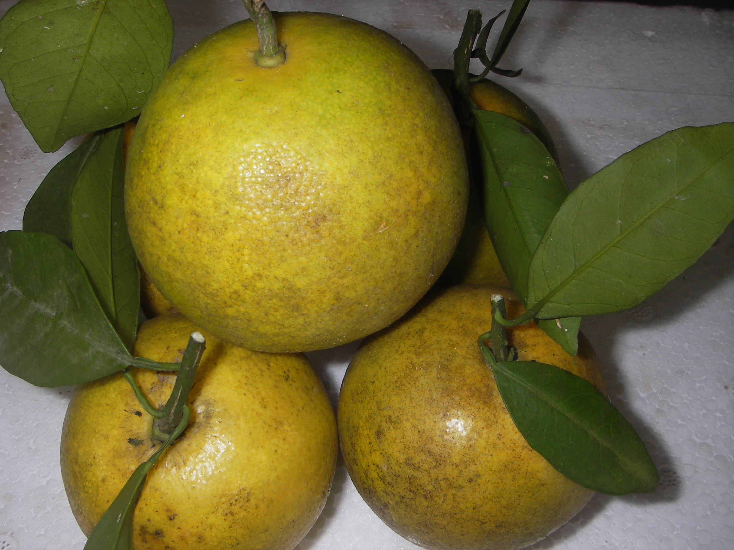 Cam Vinh Phủ Qùy chính hiệu