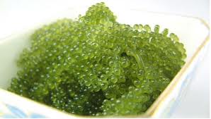 Rong Nho Khô - Nha Trang