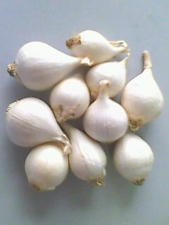 Tỏi Mồ côi - Lý sơn