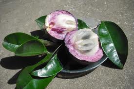 Vú sữa Lò Rèn Tím