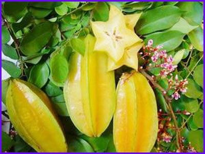 Khế ngọt an toàn