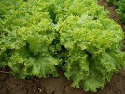 Xà lách lô lô xanh